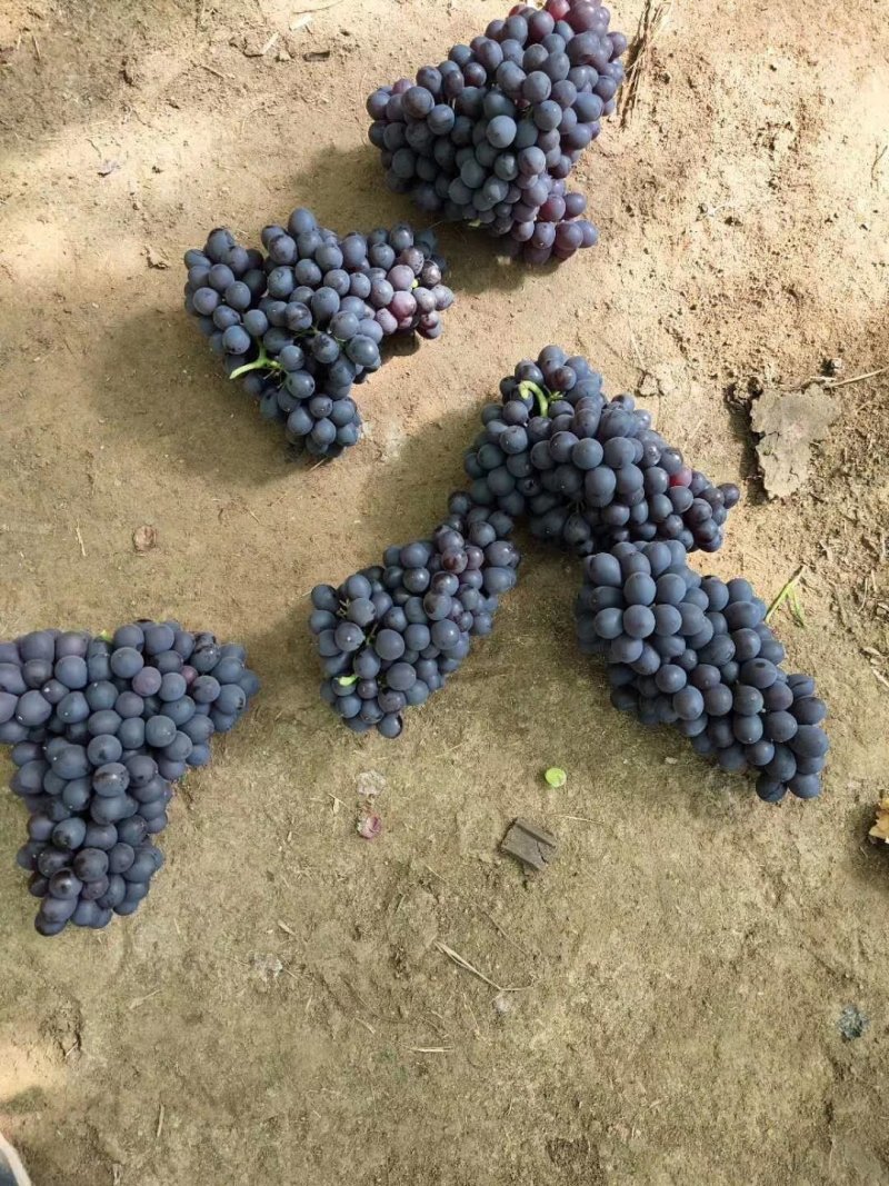 玫瑰香葡萄，颜色好甜度高