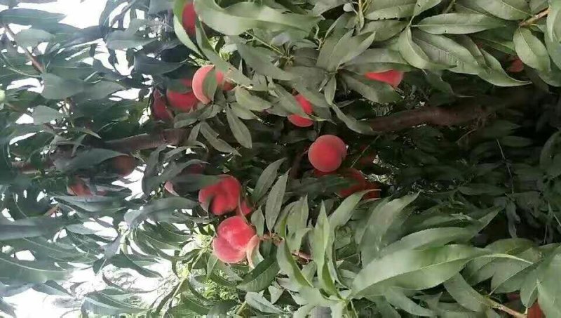 蒙山~毛桃油桃~脆甜可口一手货源价格美丽全国各地发货