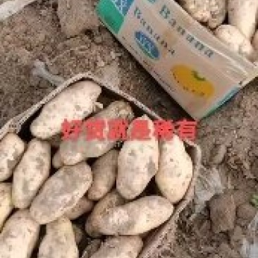 荷兰十五精品土豆纯沙地黄心土豆可实地考察～