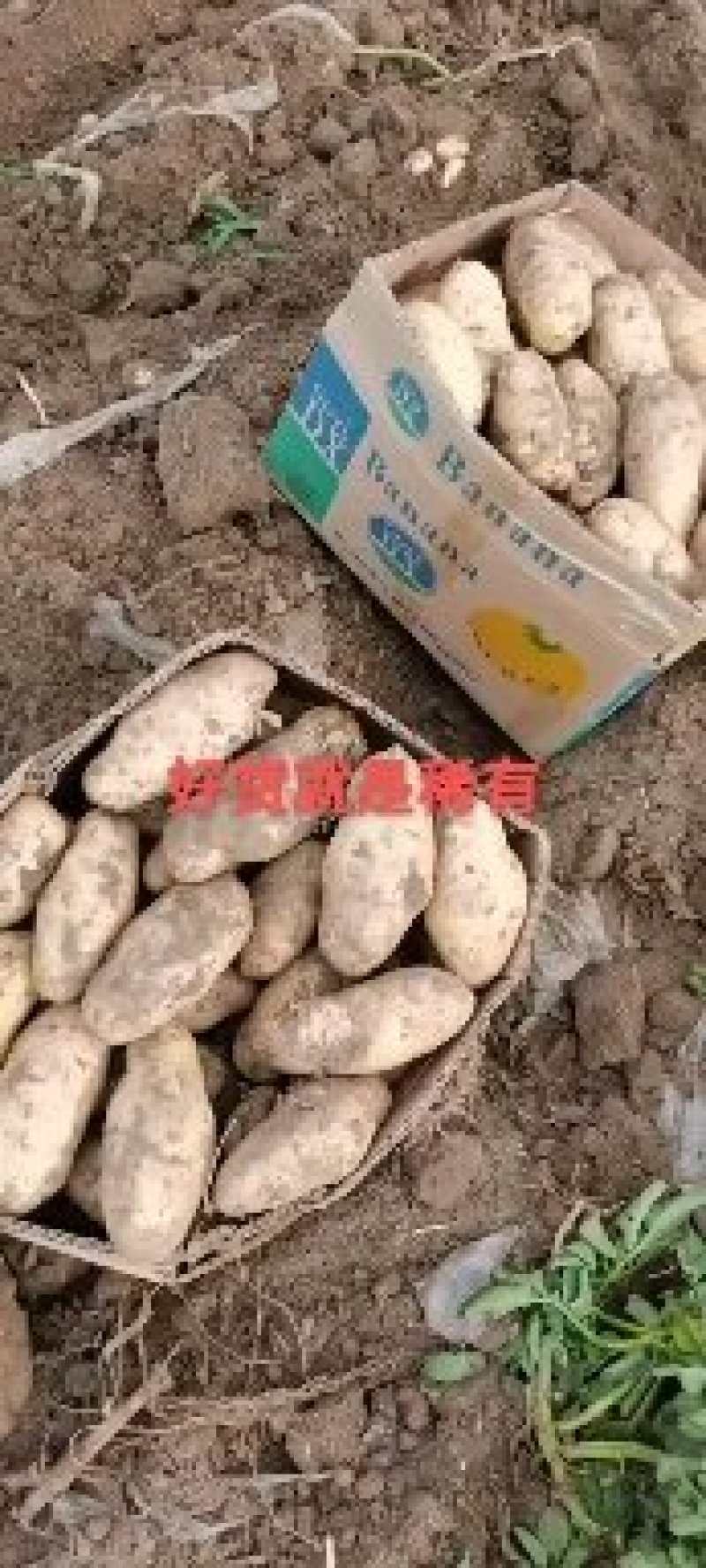 荷兰十五精品土豆纯沙地黄心土豆可实地考察～