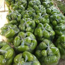 代办·中牟本地青茄开始了，质量保证，品种齐全，产地直供