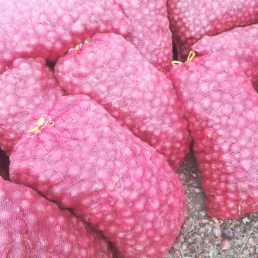 洋葱2——5小洋葱