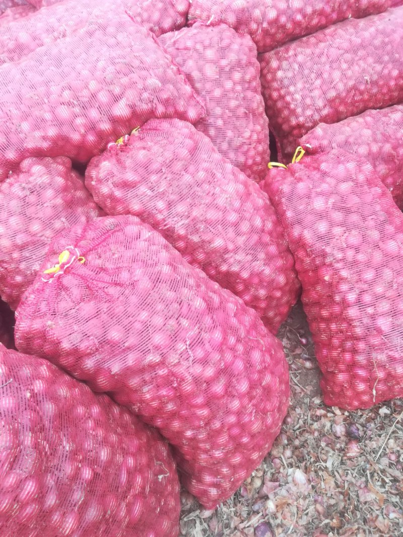 洋葱2——5小洋葱