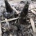 雷竹苗现挖现卖雷竹基地雷竹苗批发包技术指导