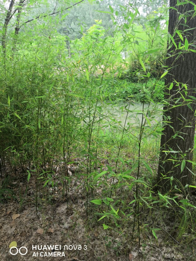 早园竹苗早园竹基地早园竹批发常青竹四季竹苗