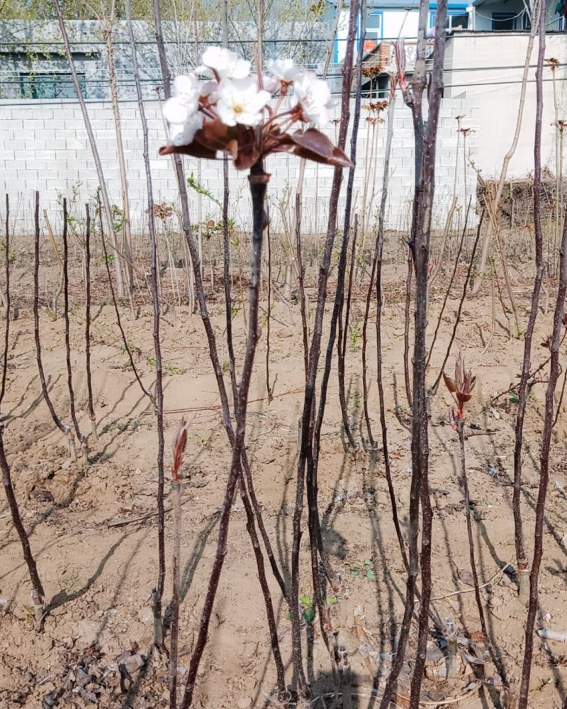 早苏红梨树苗，苗壮，根系发达，成熟期在8月份。
