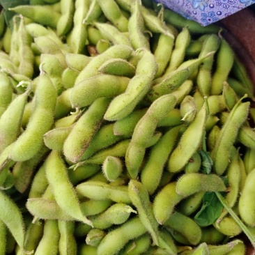 毛豆，豆子，四月豆，五月豆，六月豆七月豆八月豆