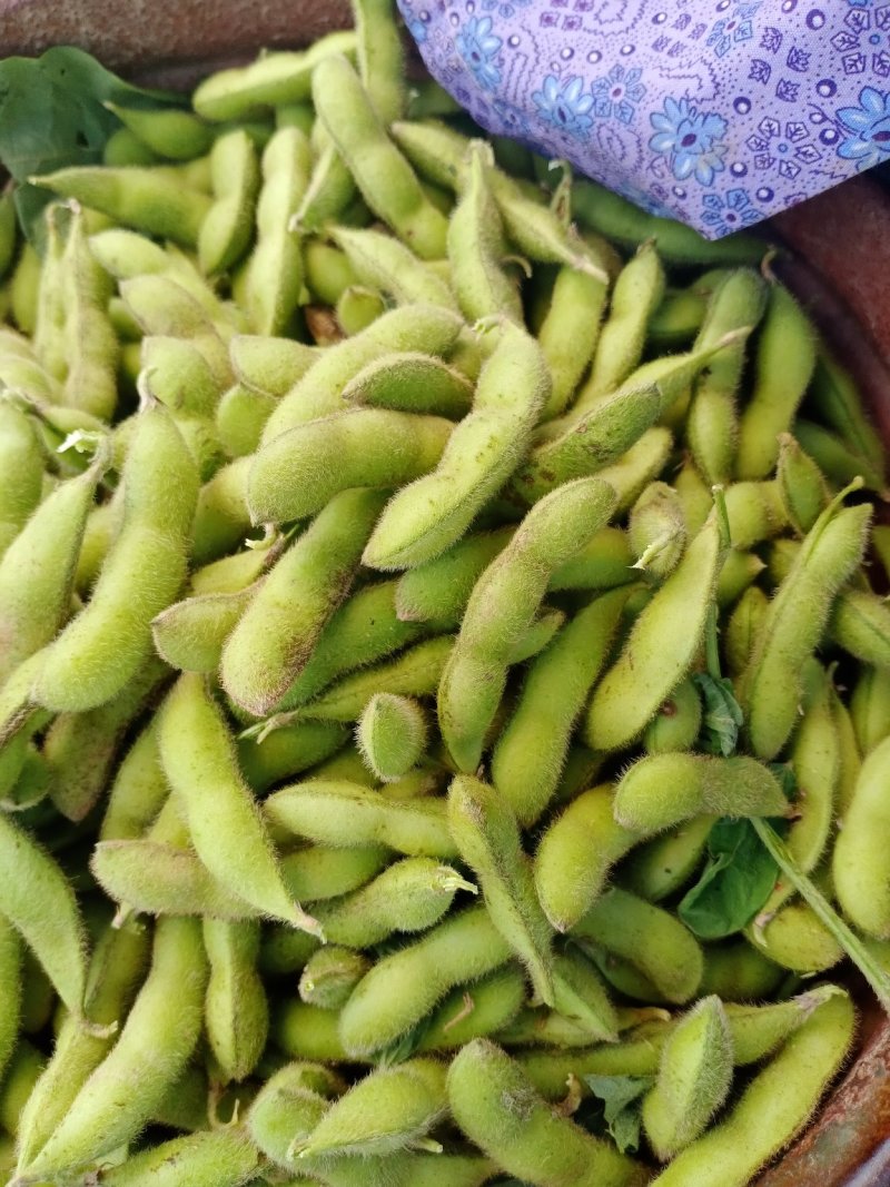 毛豆，豆子，四月豆，五月豆，六月豆七月豆八月豆