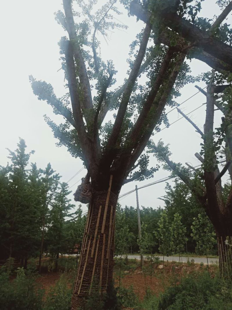 嫁接银杏树，嫁接银杏，结果银杏，质量好，价格低