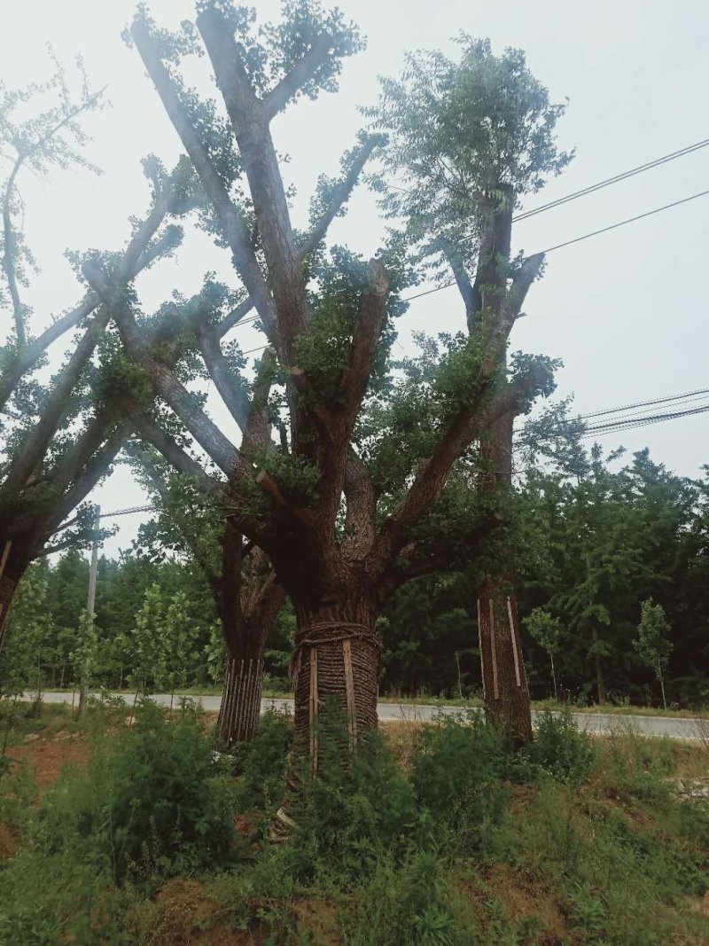 嫁接银杏树，嫁接银杏，结果银杏，质量好，价格低
