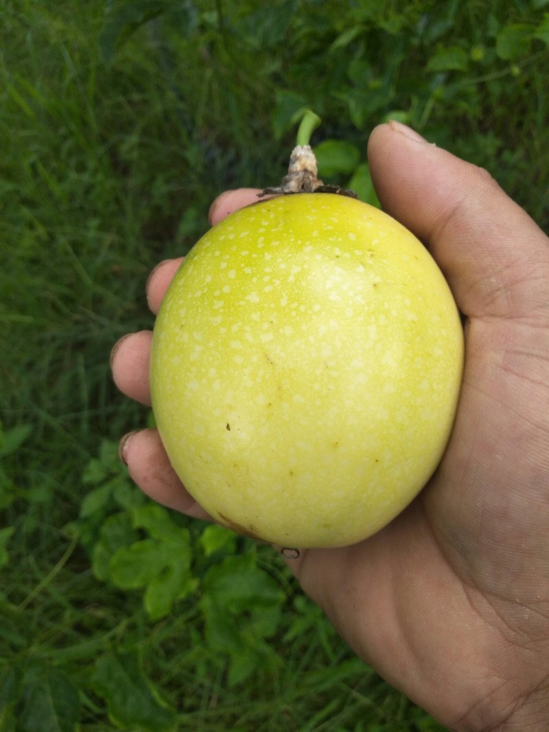 黄金百香果