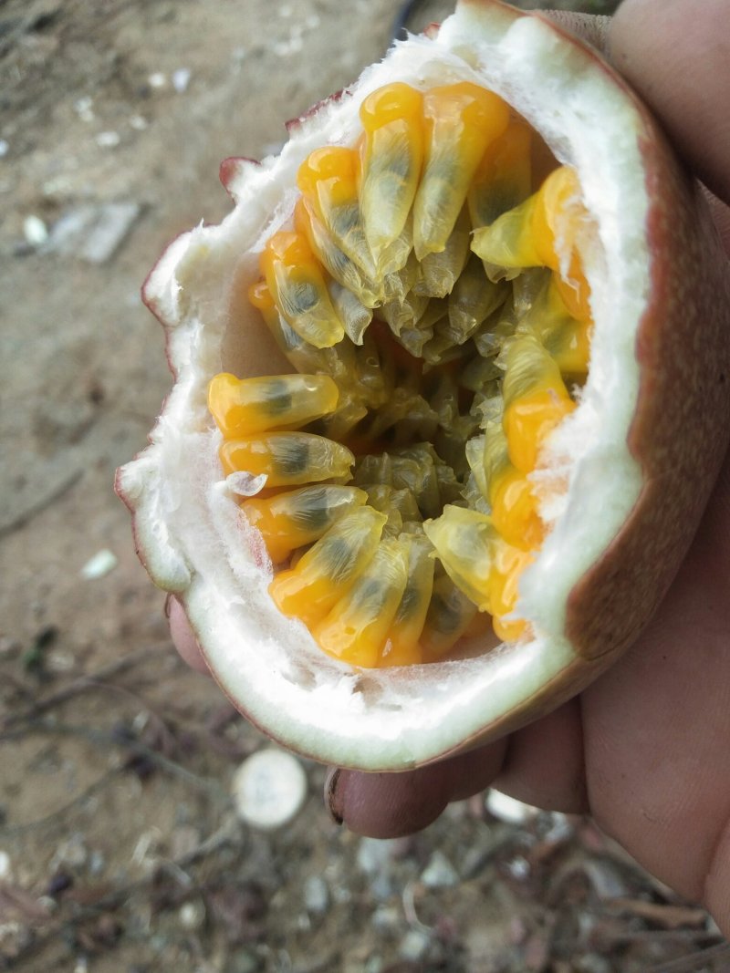 黄金百香果
