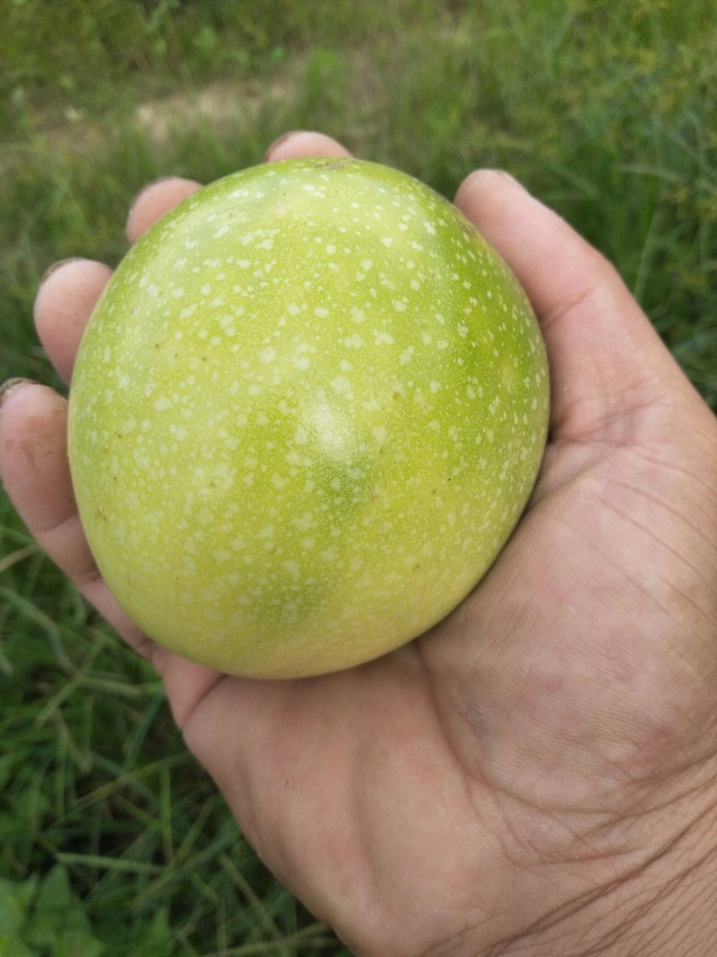 黄金百香果