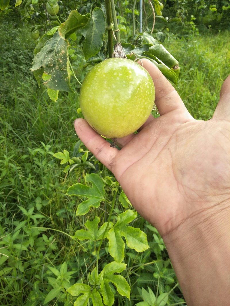 黄金百香果