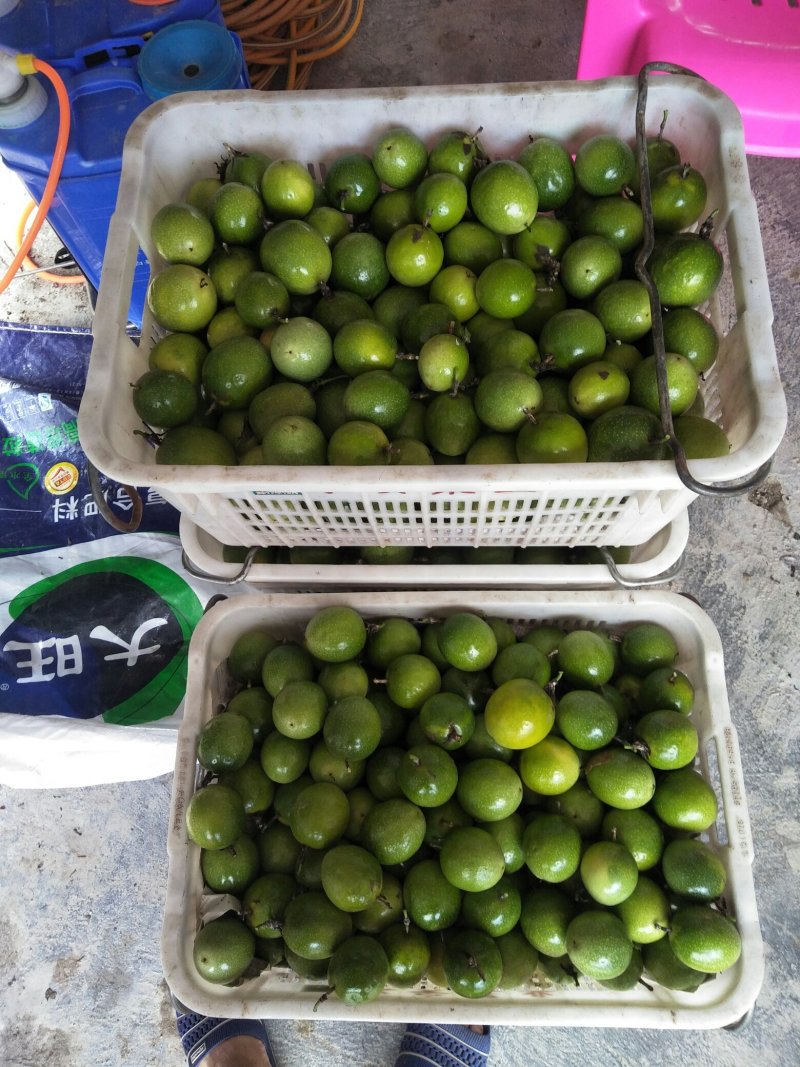 黄金百香果