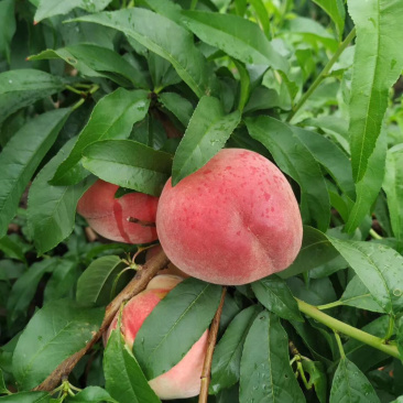 红不软🍑