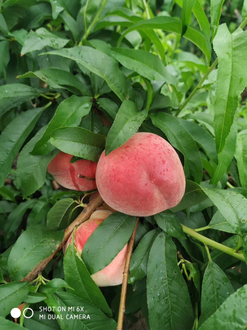 红不软🍑