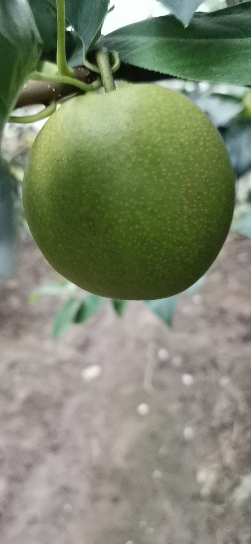 梨