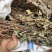 野生鱼腥草干货扎把无杂质