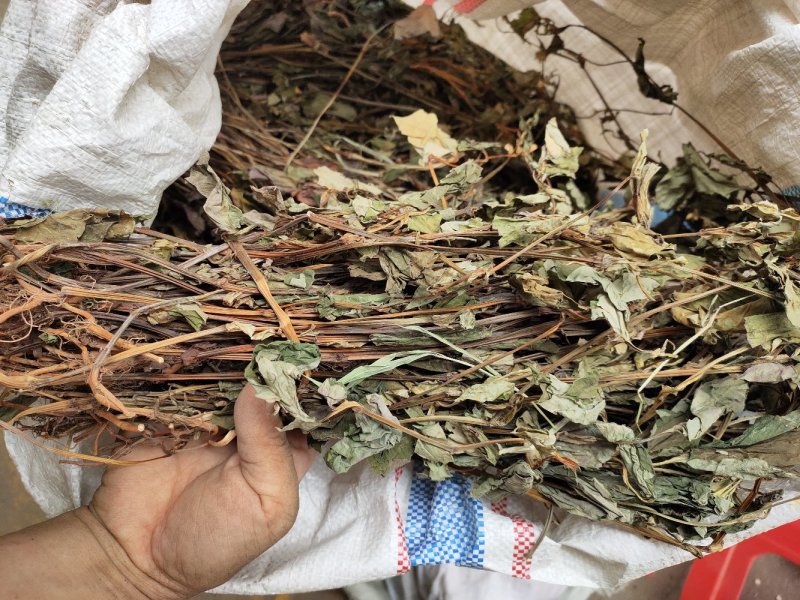 野生鱼腥草干货扎把无杂质