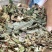 野生鱼腥草干货扎把无杂质