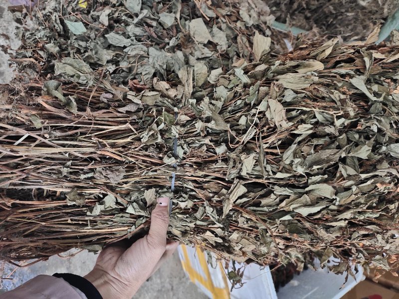 野生鱼腥草干货扎把无杂质
