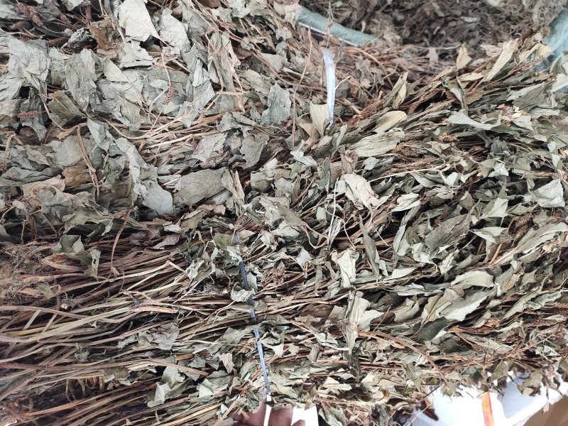 野生鱼腥草干货扎把无杂质