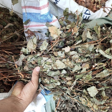 野生鱼腥草干货扎把无杂质