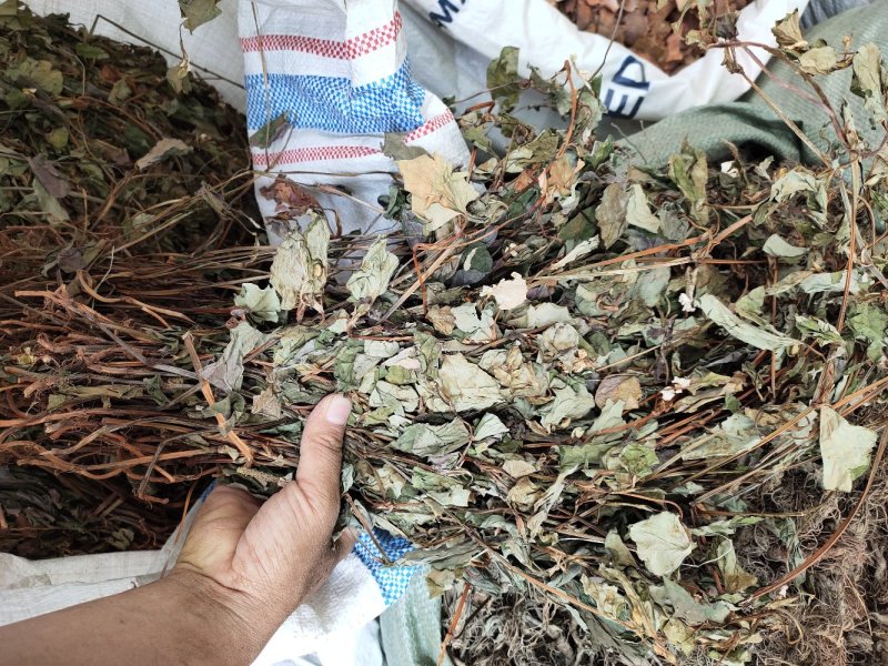 野生鱼腥草干货扎把无杂质