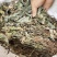 野生鱼腥草干货扎把无杂质
