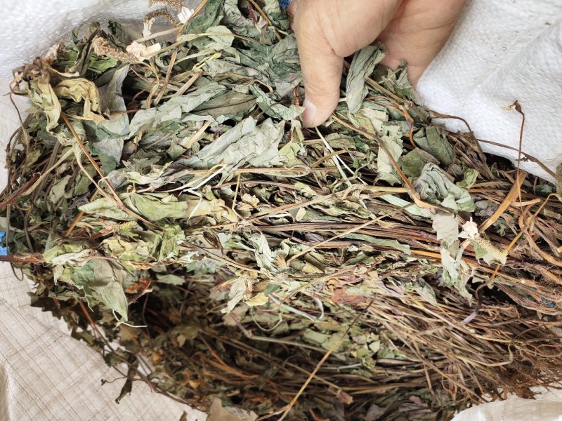 野生鱼腥草干货扎把无杂质