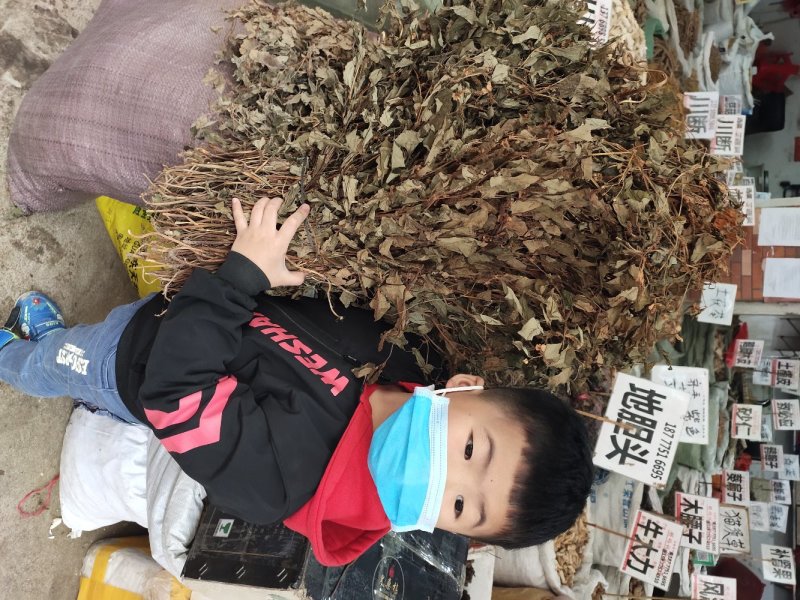 野生鱼腥草干货扎把无杂质
