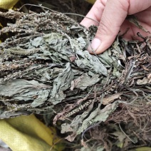 野生扎把车钱草车前草车轮草菜新货