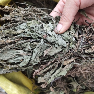 野生扎把车钱草车前草车轮草菜新货