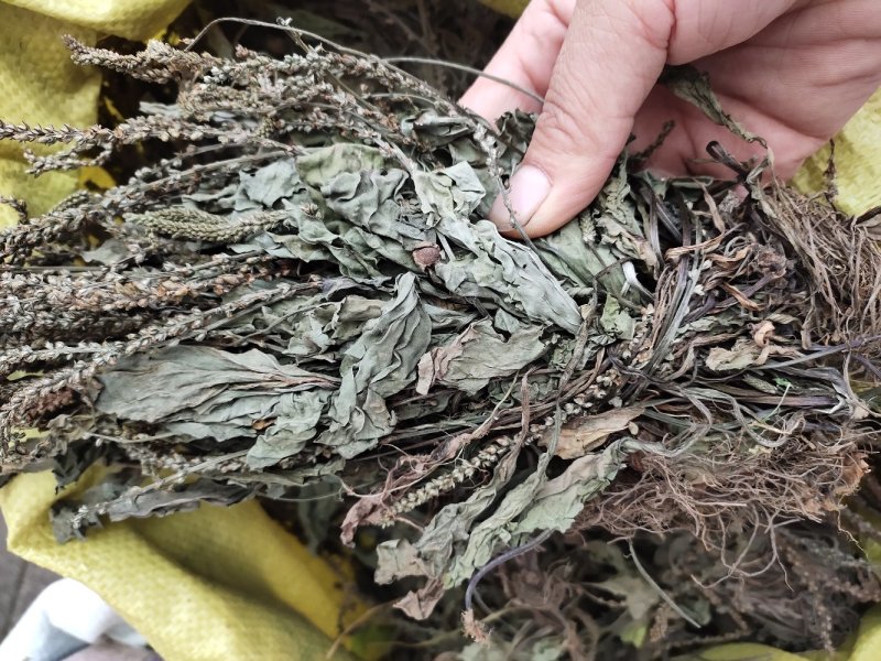 野生扎把车钱草车前草车轮草菜新货
