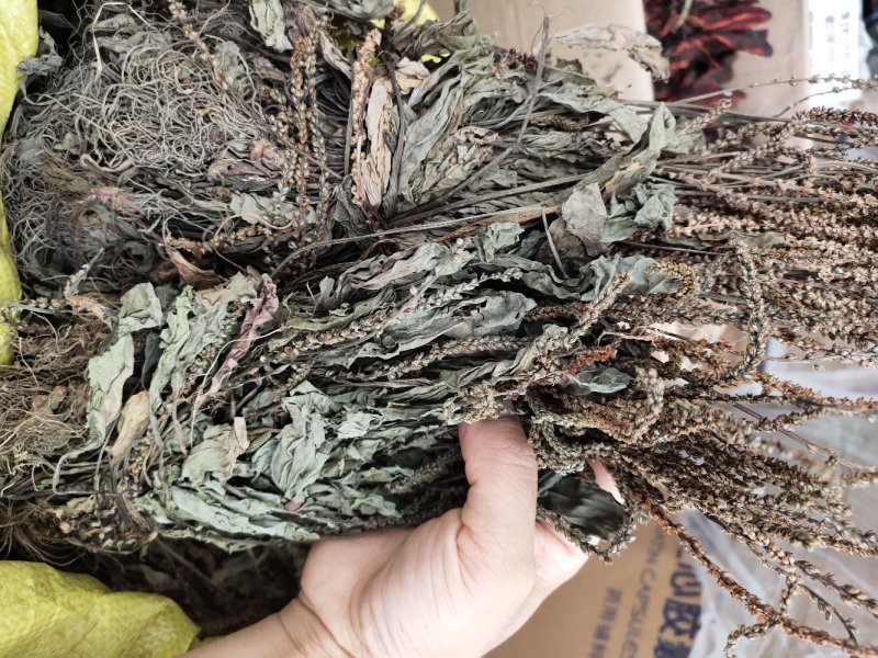 野生扎把车钱草车前草车轮草菜新货
