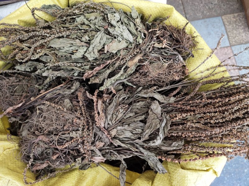 野生扎把车钱草车前草车轮草菜新货