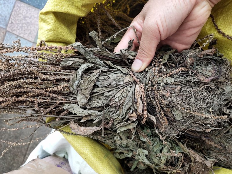 野生扎把车钱草车前草车轮草菜新货