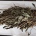 野生扎把车钱草车前草车轮草菜新货