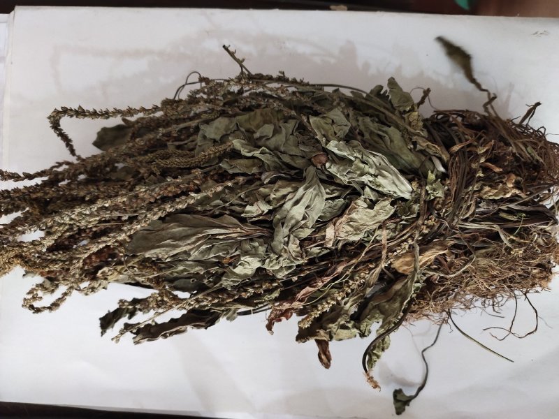 野生扎把车钱草车前草车轮草菜新货