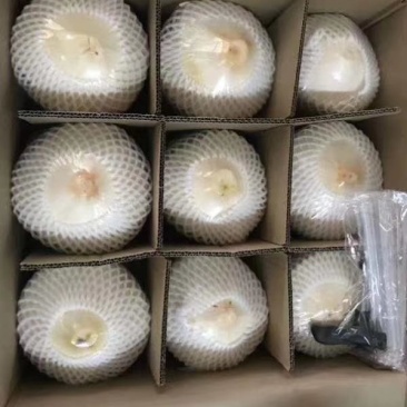海南椰子