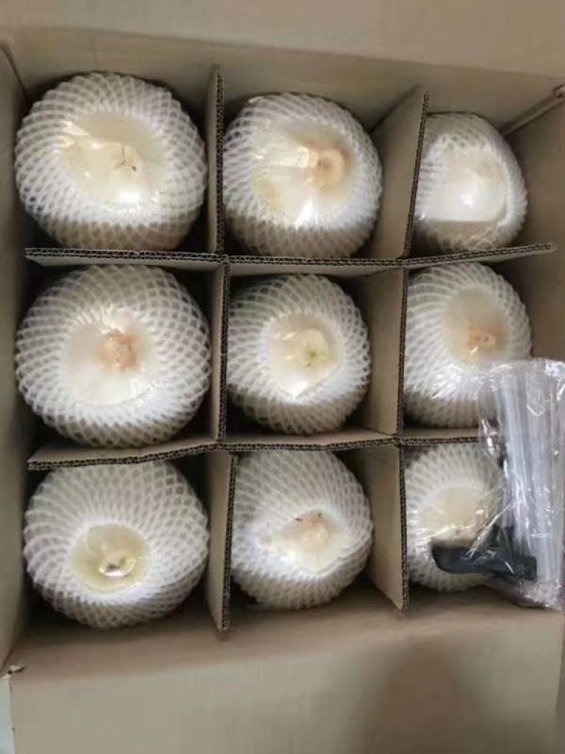 海南椰子