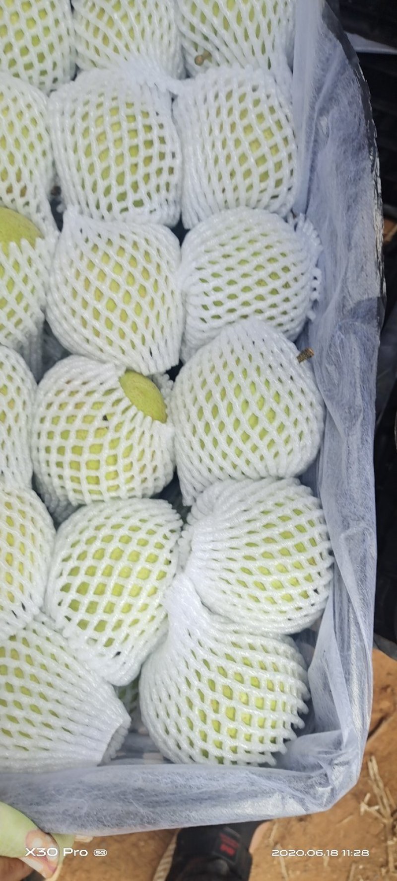 云南夏雪梨.皇冠梨产地直销～价格便宜