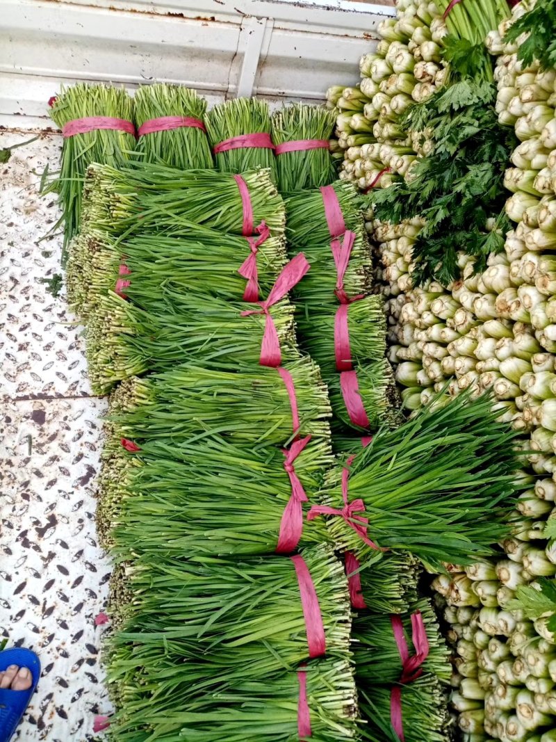 河南万亩韭菜芹菜基地