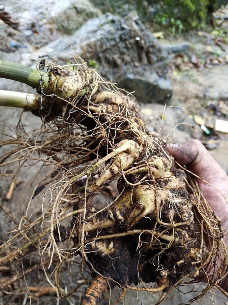 竹节参野生三七竹根七统货选货都有品质保证供货稳定