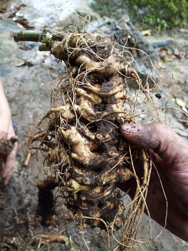 竹节参野生三七竹根七统货选货都有品质保证供货稳定