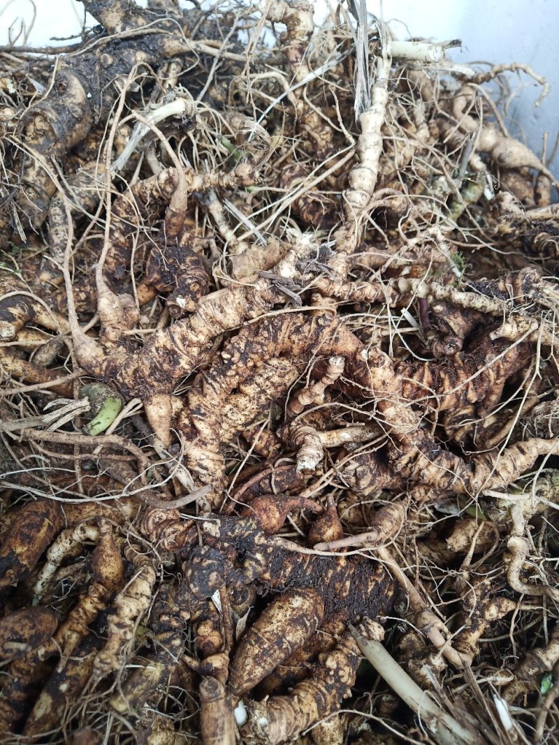 竹节参野生三七竹根七统货选货都有品质保证供货稳定