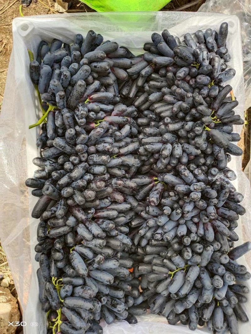 云南蓝宝石葡萄:蓝宝石大量上市需要联系产地