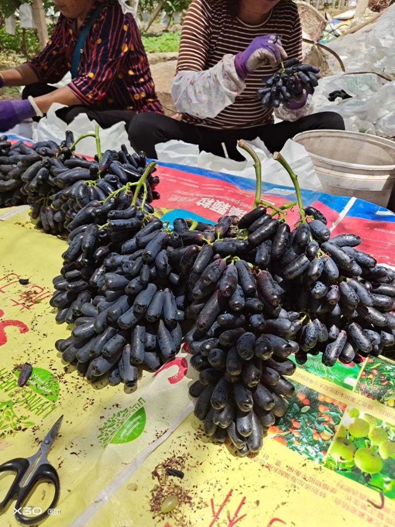 云南蓝宝石葡萄:蓝宝石大量上市需要联系产地