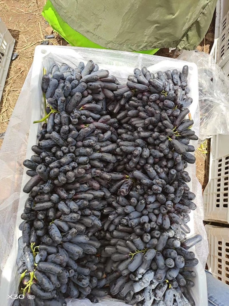 云南蓝宝石葡萄:蓝宝石大量上市需要联系产地